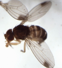Drosophila suzukii mâle, avec tache noire sur les ailes.
© Hannah Burrack, North Carolina State University,Bugwood.org