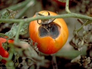 Alternaria_tomate5