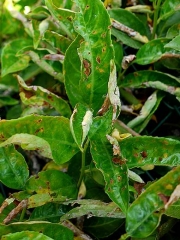 Oidium_laurier_4