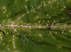 De nombreuses petites lésions blanches, de forme allongée à losangique, se sont développées sur le limbe et les nervures de cette feuille. <b><i>Monographella cucumerina</b></i>
 