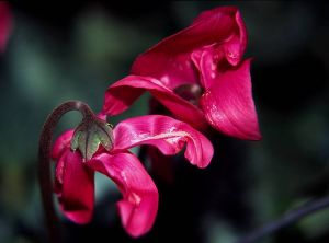 Thrips_cyclamen_6