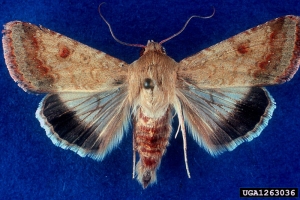 Adulte d’<i>Heliothis armigera</i> -  Source : W. Billen,  Pflanzenbeschaustelle, Weil am Rhein, www.forestryimages.org 