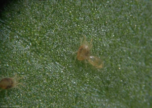 <i><b>Amblyseius californicus</b></i> s'attaquant au Tetranyque tisserand.