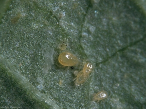 <i><b>Amblyseius californicus</b></i> en présence de l'acarien ravageur <i>Tetranycus urticae</i>.