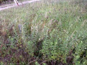 artemisia-vulgaris8