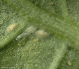 Pupes de Feltiella acarisuga