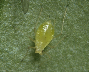 <i>Aulacorthum solani</i> adulte (aptère)