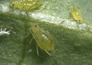 Différents stades aptères d'<i>Aulacorthum solani</i>.