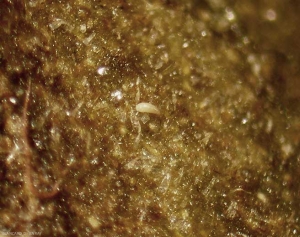 Aculops-lycopersici1