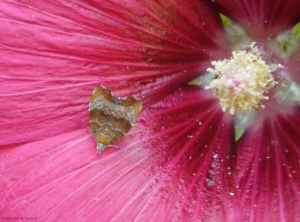 choreutis-nemorana