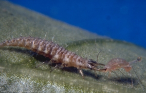 Larve prédatrice de <i>Chrysoperla carnea</i> attaquant un puceron.