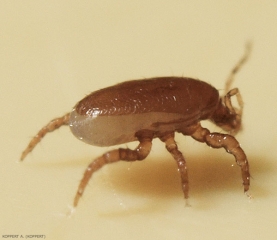 Macrocheles robustulus adulte