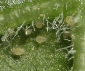 Acariens prédateurs <i>Amblyseius swirskii</i>.