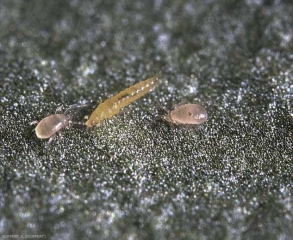 Deux acariens prédateurs <i>Amblyseius swirskii</i> se préparant à attaquer une larve de thrips (au centre).