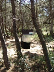 Piège à phéromone de type "Trampa G".
Avantages : bonne efficacité de capture.
Inconvénients : le sachet est souvent déchiré par des prédateurs d'où une réduction d'efficacité.
Conseils : le sachet plastique doit être remplacé par un sachet en polypropylène (à demander au fournisseur) pour pallier au problème de prédation, le piège est réutilisable en l'état si le nettoyage du sachet polypropylène est effectué.