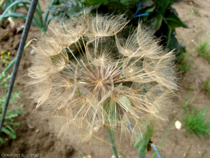 tragopogon-porrifolius3