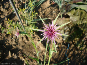tragopogon-porrifolius4