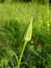 Tragopogon-porrifolius6