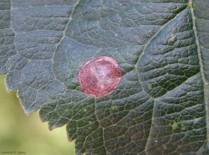 Dégâts de <i>Leucoptera malifoliella</i> sur feuilles de pommier. <b>Mineuse cerclée</b> (ribbed apple leaf miner)