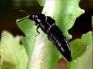 Adulte d'<i>Aleochara bilineata</i>.