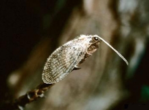Adulte d'<i>Hemerobius stigma</i>. Source IPM

