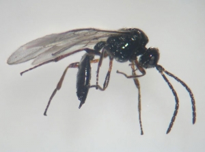 ephedrus_cerasicola