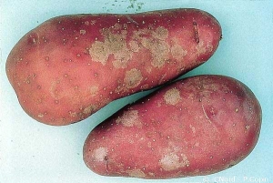 Tâches gris argenté sur tubercules de pomme de terre provoquées par le champignon agent de la gale argentée. <i><b>Helminthosporium solani</i></b>
