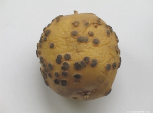 Lésions brunes de gale poudreuse (<i><b>Spongospora subterranea</i></b>) sur tubercules : à maturité