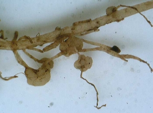 Gales ou chancres sur racines de pomme de terre. <i><b>Spongospora subterranea</i></b> (gale poudreuse)