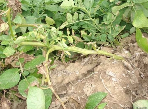 Tige de de pomme de terre attaquée au collet et couchée sur le sol. <i><b>Sclerotinia</i> spp.</b> (sclérotiniose)
