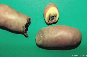 Pourriture du talon sur tubercule de pomme de terre avec  présence de masses dures noires (sclérotes). <i><b>Sclerotinia</i> spp.</b> (sclérotiniose)