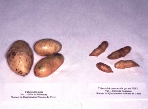 Tubercules de pomme de terre variété Belle de Fontenay : tubercules sains (à gauche), tubercules allongés en forme de poire et bosselés issus d'une plante atteinte par le <i><b>Potato Spindle Tuber Viroïd</i></b> (PSTVd, viroïde des tubercules de pomme de terre en fuseau)(à droite) 