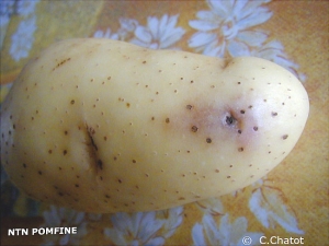 Boursouflure brune provoquée par <i><b>Potato Virus Y<sup>NTN</sup></i></b> (PVY<sup>NTN</sup>, virus Y<sup>NTN</sup> de la pomme de terre) sur tubercule de pomme de terre
