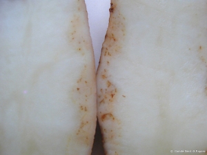 Points nécrotiques superficiels dans les tubercules de pomme de terre. <i><b>Potato Leaf Roll Virus</i></b> (PLRV, virus de l'enroulement de la pomme de terre)