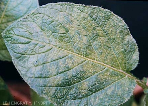 Mosaïque internervaire sur foliole de pomme de terre causée par le <i><b>Potato Virus X</i></b> (PVX, virus X de la pomme de terre) bien visible ici mais généralement difficile à voir, surtout par temps ensoleillé