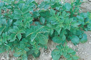 Mosaïque avec déformation foliaire sur feuillage de pomme de terre observée en infection secondaire du <i><b>Potato Virus X</i></b> (PVX, virus X de la pomme de terre) sur certaines variétés