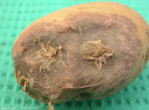 Nécrose sur tubercule de pomme de terre causée par le <i><b>Tobacco Necrosis Virus</i></b> (TNV, virus de la nécrose du tabac): boursouflures, taches circulaires brun-noir en dépression évoluant en pourriture et taches en étoile de type gale