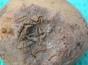 Gros plan d'une nécrose sur tubercule de pomme de terre causée par le <i><b>Tobacco Necrosis Virus</i></b> (TNV, virus de la nécrose du tabac): boursouflures, taches circulaires brun-noir en dépression évoluant en pourriture et taches en étoile de type gale