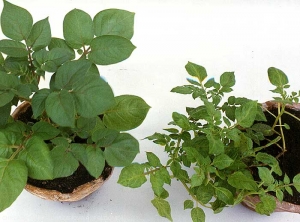 Infection secondaire par le <i><b>Cucumber Mosaic Virus</i></b> (CMV, virus de la mosaïque du concombre) sur la variété de pomme de terre Désirée : réduction de taille, feuilles réduites et déformées, mosaïque pouvant évoluer en taches jaunes (à droite), plante saine (à gauche)