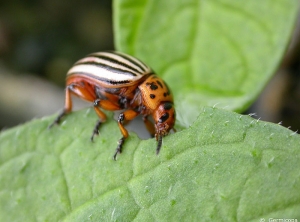 Doryphore adulte se nourrissant de feuillage de pomme de terre. <i><b>Leptinotarsa decemlineata</i></b>