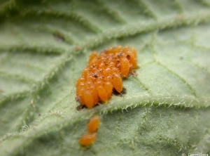Oeufs de doryphore adulte sur face inférieure de feuillage de pomme de terre. <i><b>Leptinotarsa decemlineata</i></b>