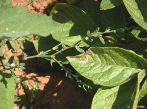 Attaque de mineuses, galerie sur feuille de pomme de terre. <i><b>Liriomyza</i></b> <b>sp.</b>