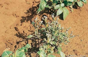 Herbicides7