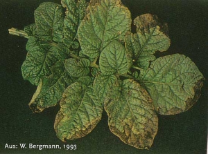 Stade avancé de carence en potassium sur une feuille de pomme de terre avec de fortes déformations foliaires, un aspect métallique (bronzing) et des nécroses brunes des bordures foliaires