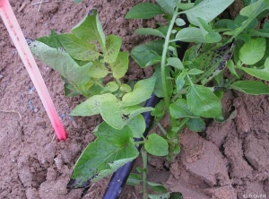 Symptômes sur plante de pomme de terre, de carence en fer d'une part avec des jeunes pousses jaune pâle, et de carence en magnésium d'autre part avec des nécroses de l'intérieur des folioles