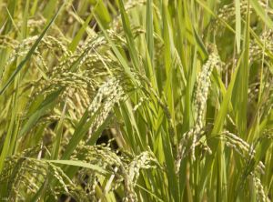 oryza3