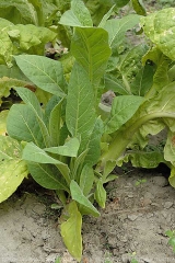 Dans certains cas, des bourgeons axillaires peuvent se développer en dessous de la lésion chancreuse présent au collet. <i><b>Botrytis cinerea</b></i> (grey mold)
