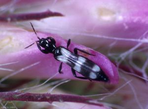 Thrips sur fleurs de trèfle violet. <i>Trifolium pratense</i>