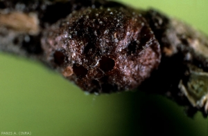 Prédation de <i>Metaphycus bartletti</i> sur la cochenille noire de l'olivier (photo A. Panis, INRA)