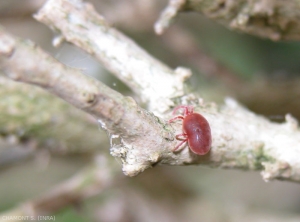 Les espèces du genre <i>Balaustium sp.</i> sont de gros acariens rouges très mobiles, ici dans un ancien foyer de pyrale du buis <i>Cydalima perspectalis</i>. Ces acariens ont sur le dos, deux protubérances ressemblant à des yeux qui sont en fait des organes sensoriels appelés urnulae. <b> </b> (concrete mite)